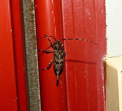 Graphisurus fasciatus