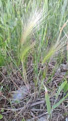 Hordeum jubatum