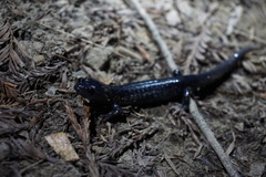 Aneides flavipunctatus