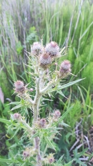 Cirsium vulgare