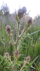 Cirsium vulgare