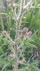 Cirsium vulgare
