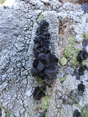 Umbilicaria polyphylla