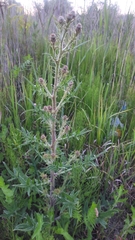 Cirsium vulgare