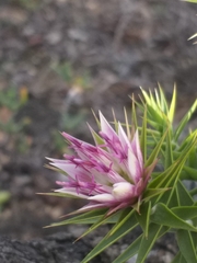 Macledium relhanioides