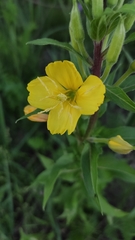 Oenothera rubricaulis