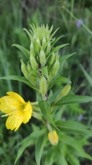 Oenothera rubricaulis