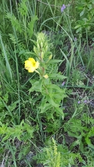 Oenothera rubricaulis