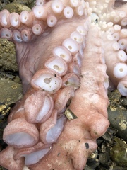 Enteroctopus dofleini