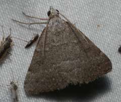 Dichromodes indicataria