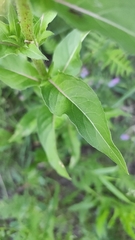 Oenothera rubricaulis