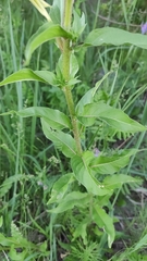 Oenothera rubricaulis