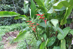 Heliconia × rauliniana