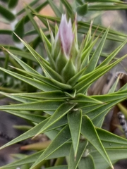 Macledium relhanioides