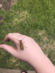 Eburia quadrigeminata