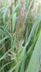 Calamagrostis epigejos
