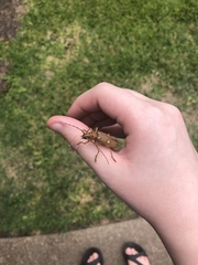 Eburia quadrigeminata