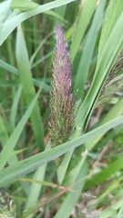 Calamagrostis epigejos