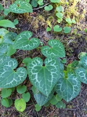 Asarum marmoratum