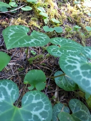 Asarum marmoratum