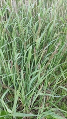 Calamagrostis epigejos