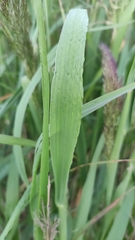 Calamagrostis epigejos