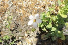 Eustoma exaltatum exaltatum