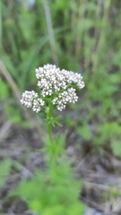 Valeriana officinalis