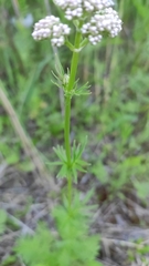 Valeriana officinalis