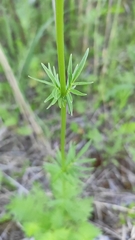 Valeriana officinalis