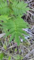 Valeriana officinalis