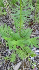 Valeriana officinalis