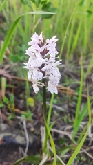 Dactylorhiza maculata