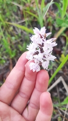 Dactylorhiza maculata