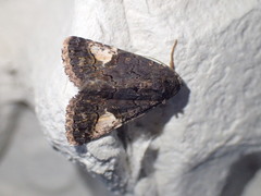 Aedia funesta