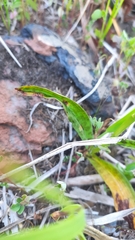 Dactylorhiza maculata