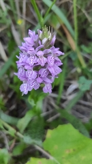 Dactylorhiza majalis