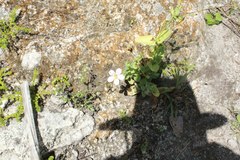 Eustoma exaltatum exaltatum