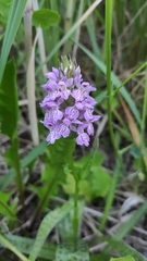 Dactylorhiza majalis