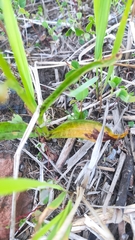 Dactylorhiza maculata
