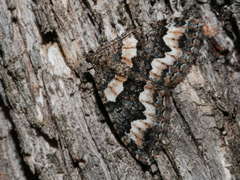 Chrysolarentia gypsomela