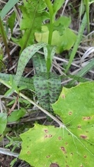 Dactylorhiza majalis
