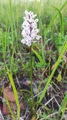 Dactylorhiza maculata
