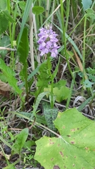 Dactylorhiza majalis