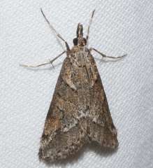 Phanomorpha dapsilis