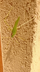 Acrometopa syriaca