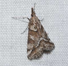 Phanomorpha dapsilis