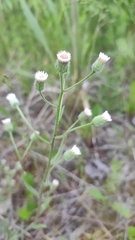 Erigeron acris