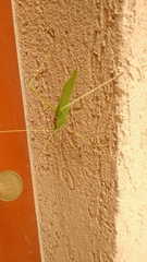 Acrometopa syriaca