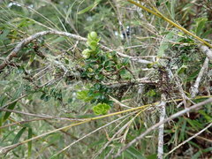 Vaccinium emarginatum